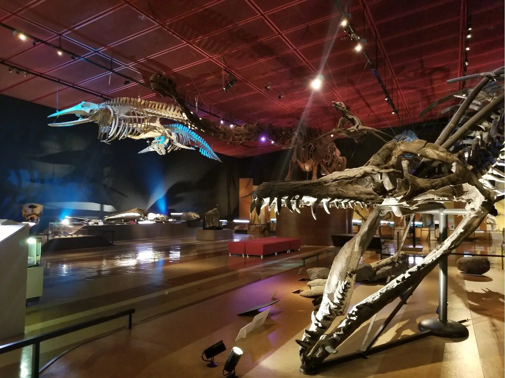 🔬 이와키시 암모나이트 센터 (이와키시 안모나이토 센타) 이미지 6